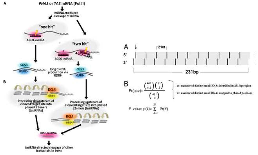 Phased secondary siRNA 생성 메커니즘과 이를 발굴하기 위한 pipeline 구축