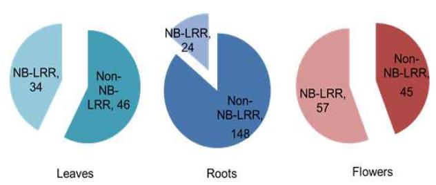 고추 조직별 phased siRNA 생성 지역 분석