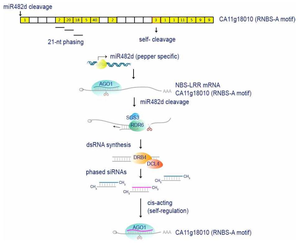 miR-482d에 의한 phased siRNA의 생성 및 이의 cis-acting activity에 의한 자가조절 (self-regulation) 메커니즘