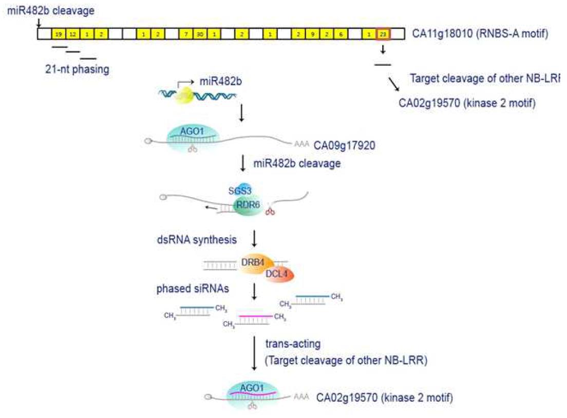 miR-482b에 의한 phased siRNA의 생성 및 이의 trans-acting activity에 의한 다른 NBーLRR의 cleavage 조절 메커니즘