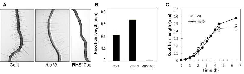애기장대 뿌리털 특이적인 RHS10 유전자의 결실 돌연변이체와 과발현체에서의 뿌리털 길이 신장 및 억제