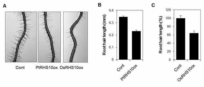 PtRHS10 과발현체와 OsRHS10 과발현체의 뿌리털 길이신장 표현형
