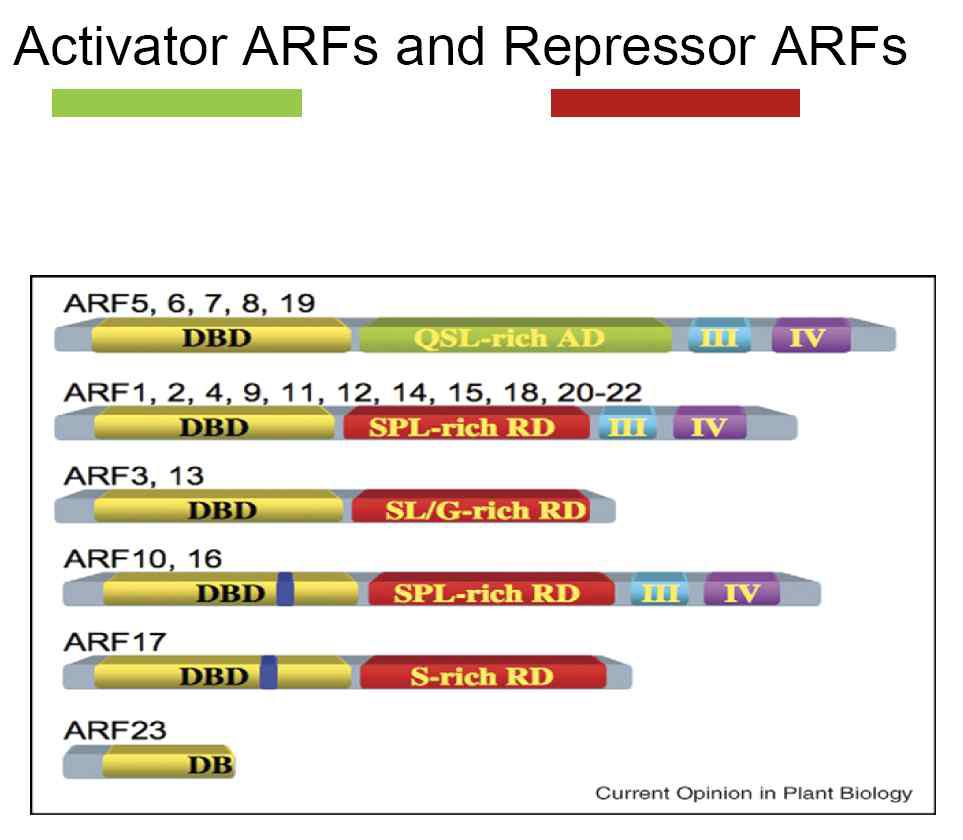 Activator ARF와 repressor ARF의 분류.