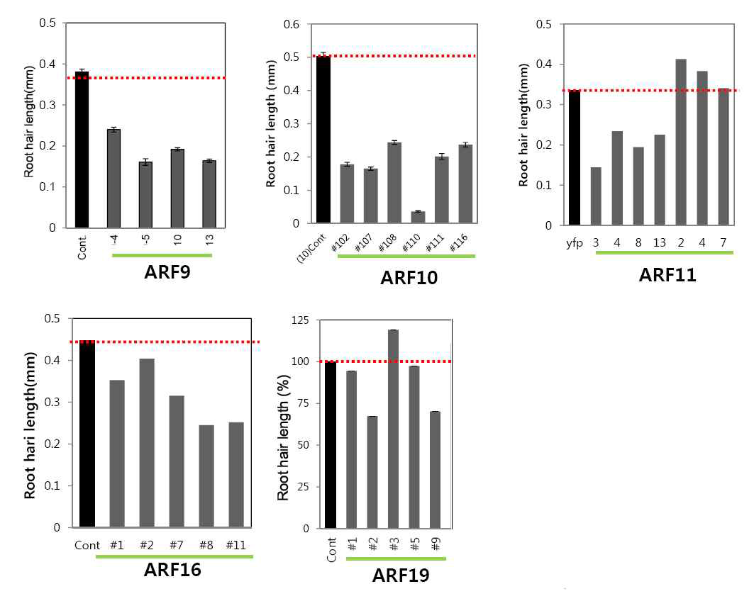 뿌리털 특이적인 애기장대 ARF 발현 형질전환체의 뿌리털 표현형 분석