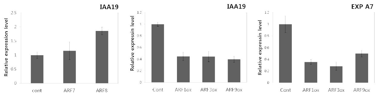 q-RT PCR 방법으로 ARF 과발현 형질 전환체에서 IAA19과 EXP A7 mRNA 발현량 확인