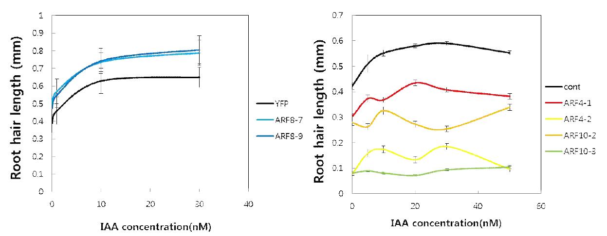 옥신처리 후 ProE7:ARF8 line 7번과 9번의 뿌리털 길이 측정