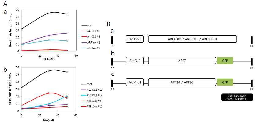 Repressor ARF의 옥신에 대한 반응과 추가적인 construction