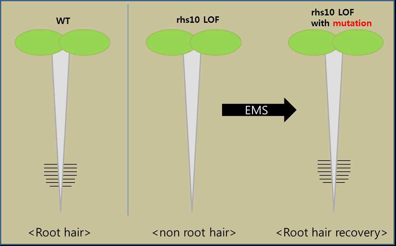 EMS를 이용한 뿌리털 특이적인 RHS10의 하위 유전자 선별 모식도