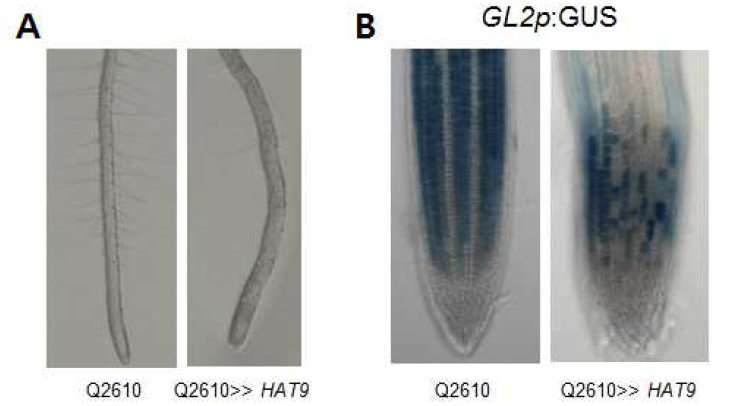 HAT9 과발현식물체의 뿌리표피세포 표현형