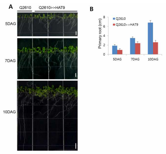 HAT9 과발현 식물체의 뿌리 생장
