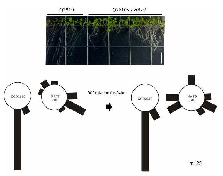 HAT9 과발현 식물체 뿌리에서의 중력반응