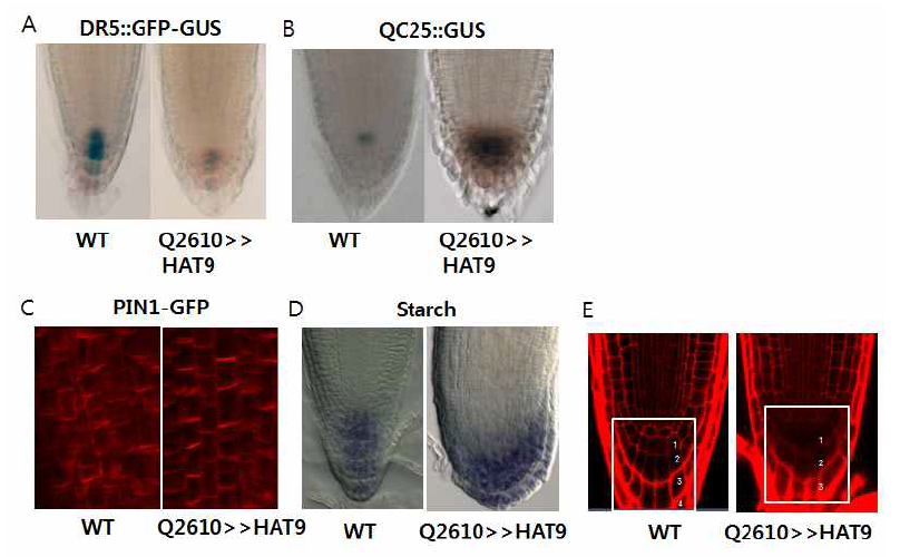 HAT9 과발현 식물체의 뿌리 정단부 표현형