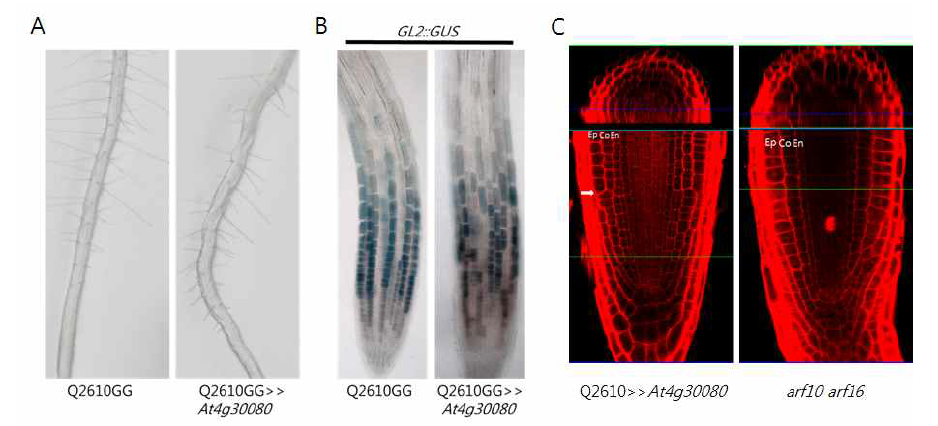 ARF16 과발현체와 arf10 arf16 뿌리 표현형