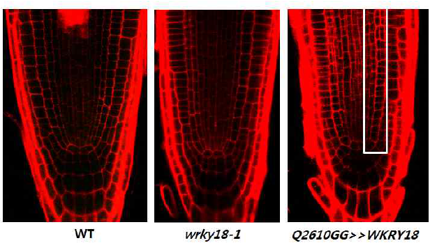 WRKY18 과발현체와 돌연변이체에서의 뿌리 방사패터닝