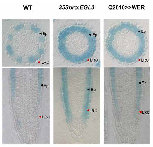 EGL3와 WER의 과발현 식물체에서 GL2p:GUS의 발현양상