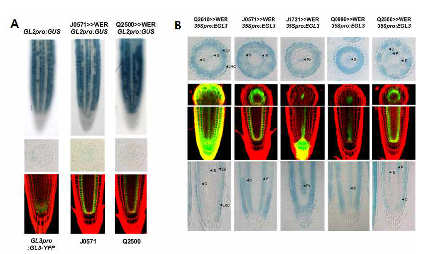 EGL3와 WER의 조직 특이적 발현 식물체에서 GL2p:GUS의 발형양상