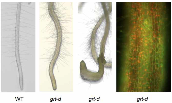 grt-d 돌연변이체의 뿌리 표현형