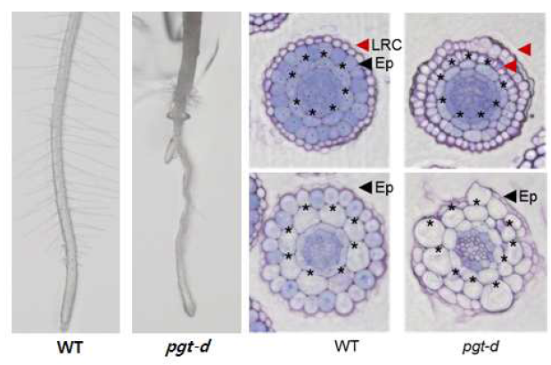 pgt-d 돌연변이체의 뿌리표현형