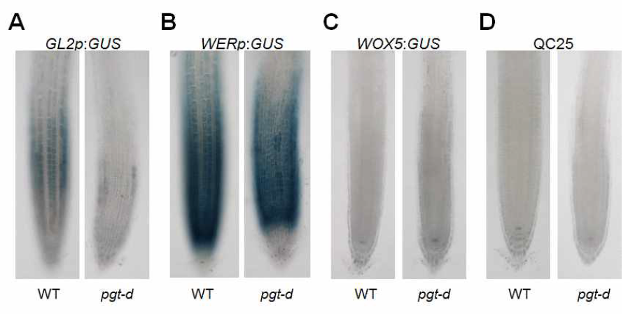 pgt-d 돌연변이체 뿌리에서 여러 reporter gene의 발현양상