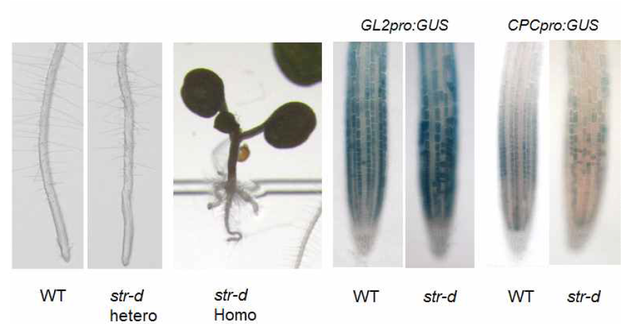 str-d 돌연변이체 표현형