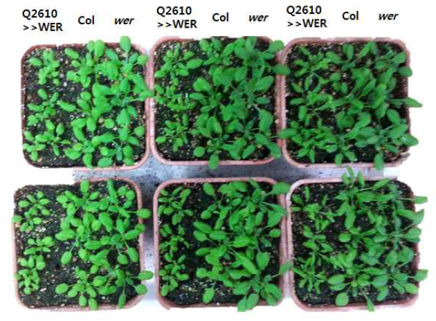 wer 돌연변이체와 WER의 과발현체의 생장 비교