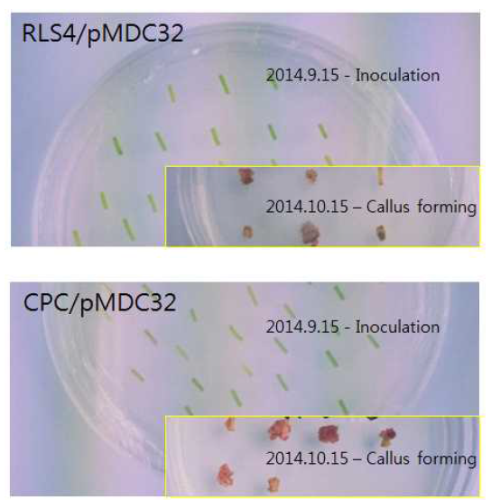 RSL4와 CPC의 과발현 포플라 형질전환체