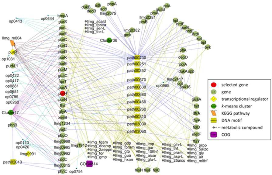 Lactococcus lactis의 전사체 연구를 통한 유전자 조절 네크워크 PLoS ONE 8(1):e83085