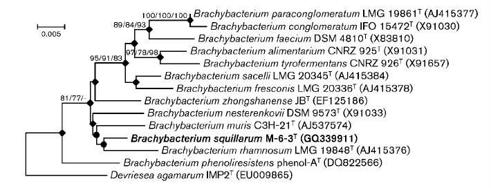 Brachybacterium squillarum M-6-3 의 phylogenetic tree