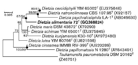 Dietzia alimentaria 72 의 phylogenetic tree