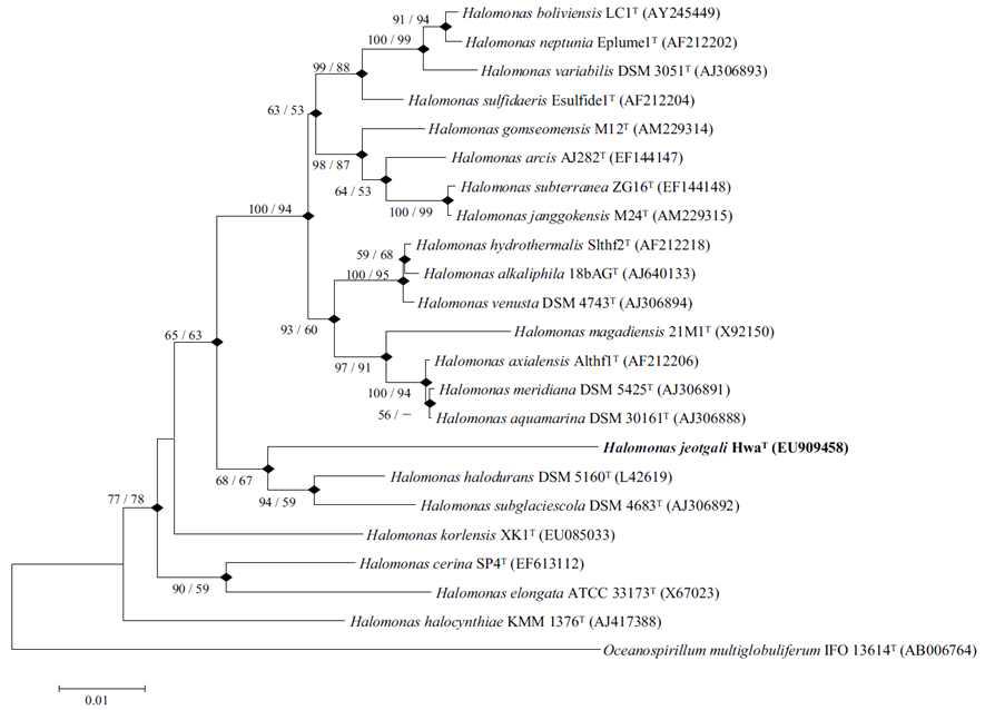 Halomonas jeotgali Hwa 의 phylogenetic tree