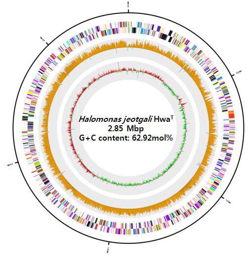 Halomonas jeotgali HwaT의 genome 부분 지도