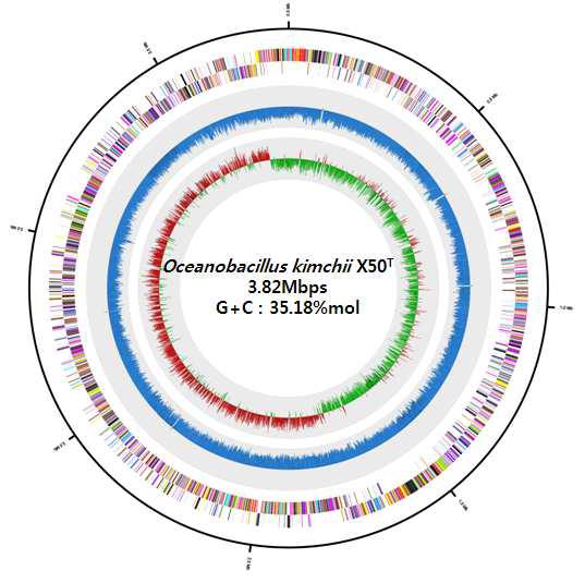 Oceanobacillus kimchii X50T의 genome 부분 지도