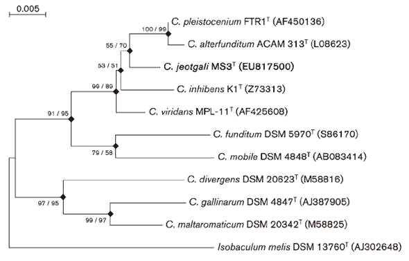 arnobacterium jeotgali MS3T의 phylogenetic tree