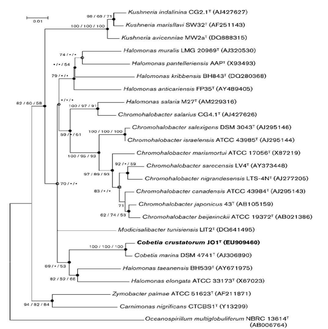 Cobetia crustatorum JO1의 phylogenetic tree