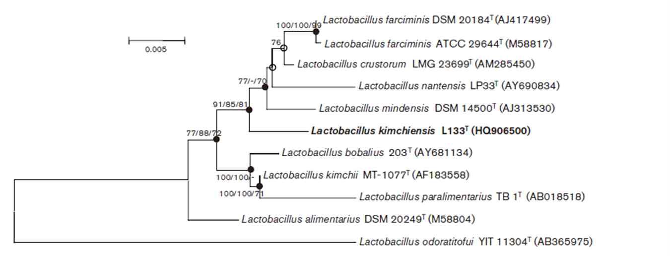 Lactobacillus kimchiensis L133의 phylogenetic tree