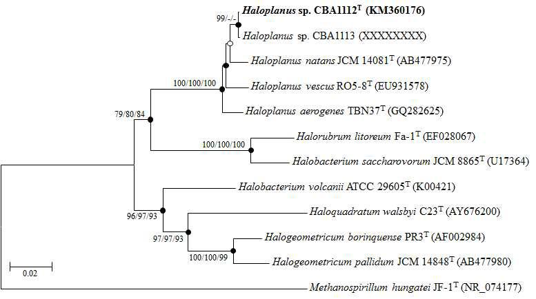 Haloplanus sp. CBA1112 의 phylogenetic tree