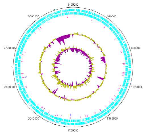 Haloplanus sp. CBA1112T의 complete chromosome 유전체 지도