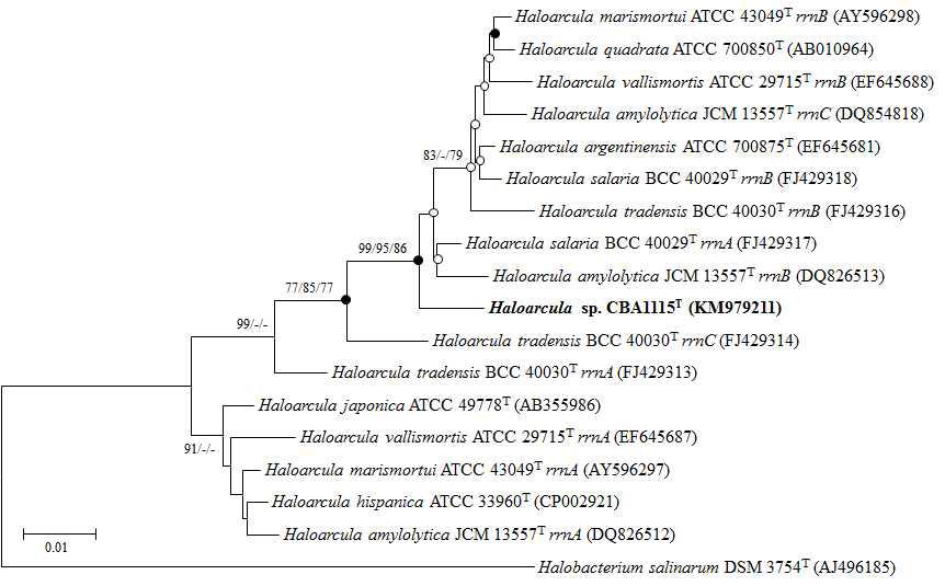 Haloarcula sp. CBA1115 의 phylogenetic tree