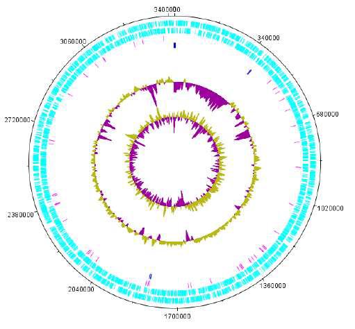 Haloarcula sp. CBA1115 의 complete chromosome 유전체 지도