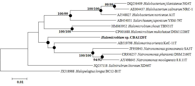 Halomicrobium sp. CBA1120T의 phylogenetic tree