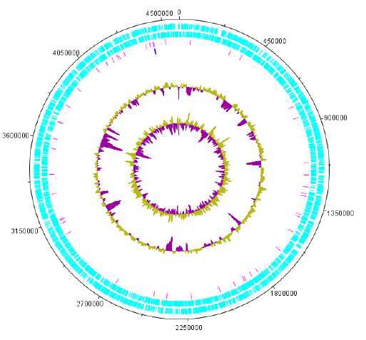 Halomicrobium sp. CBA1120 의 complete chromosome 유전체 지도