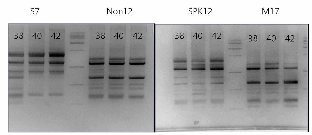 TAP PCR를 이용하여 살펴본 균주 다양성 pattern. TAP PCR를 사용하여 다양한 band pattern을 가진 균주들을 확인 할 수 있다. 이것을 바탕으로 균주 선별 작업을 수행한다.