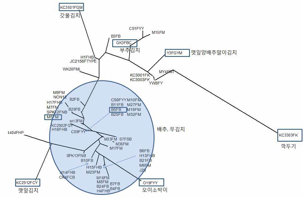 TAP PCR 방법을 바탕으로 유추한 균주의 관계도.