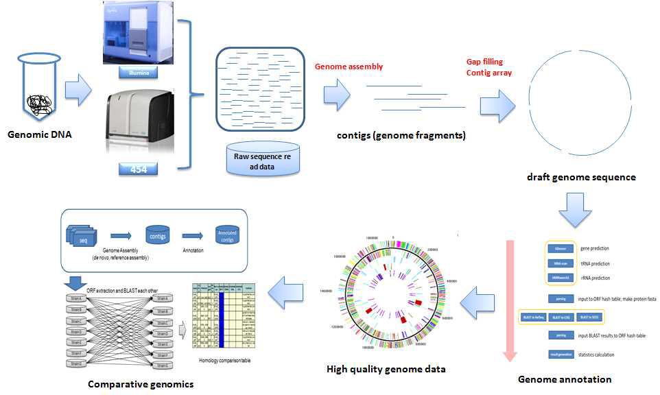 Genome 분석 모식도.