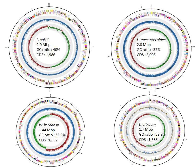 분석한 4가지 species 의 genome map. 안쪽부터 GC skew, GC ratio, CDS, rRNA　operon이 표시 되어 있다.