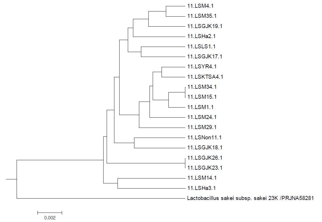 Genome sequence를 바탕으로 L. sakei 의 ANI (average nucleotide identity) tree 모습.