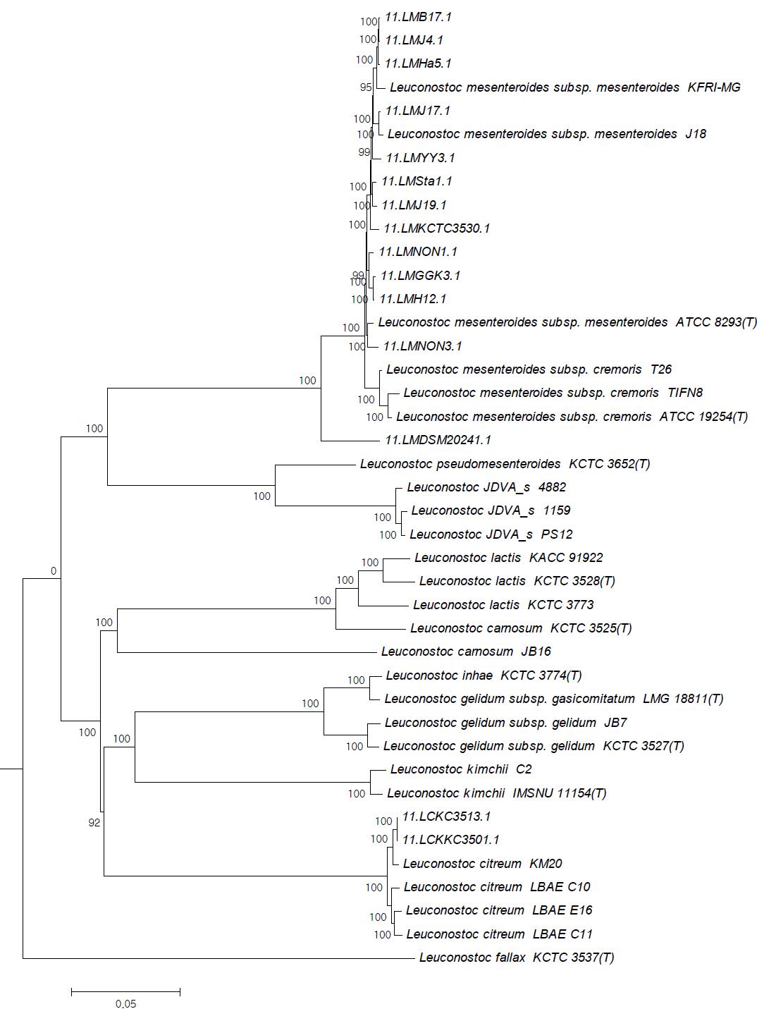 Leuconostoc 의 core genome tree.