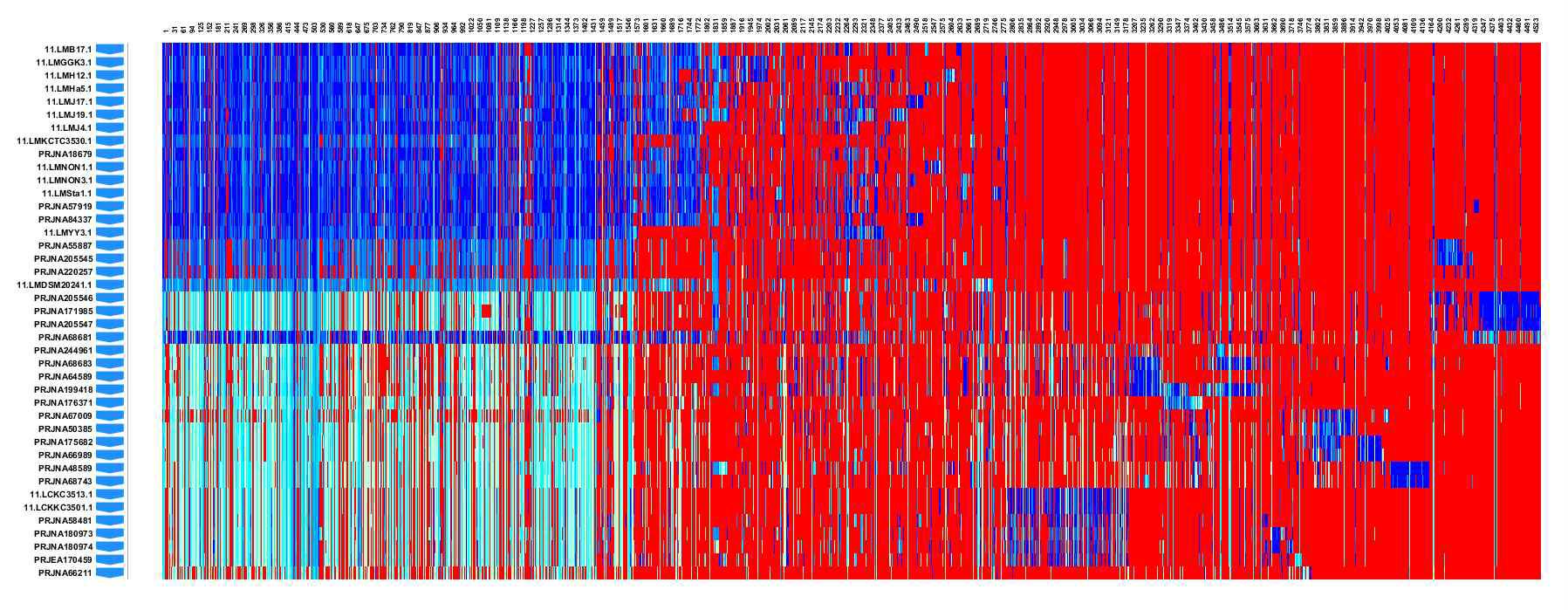 Leuconostoc 의 pangenome 4389개의 유전자를 대상으로 gene comparison 분석을 수행한 모습.