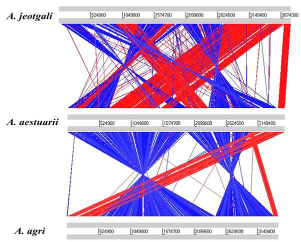 Artemis Comparison Tool 로 수행한 Alishewanella 유전체의 Multiple genome alignment