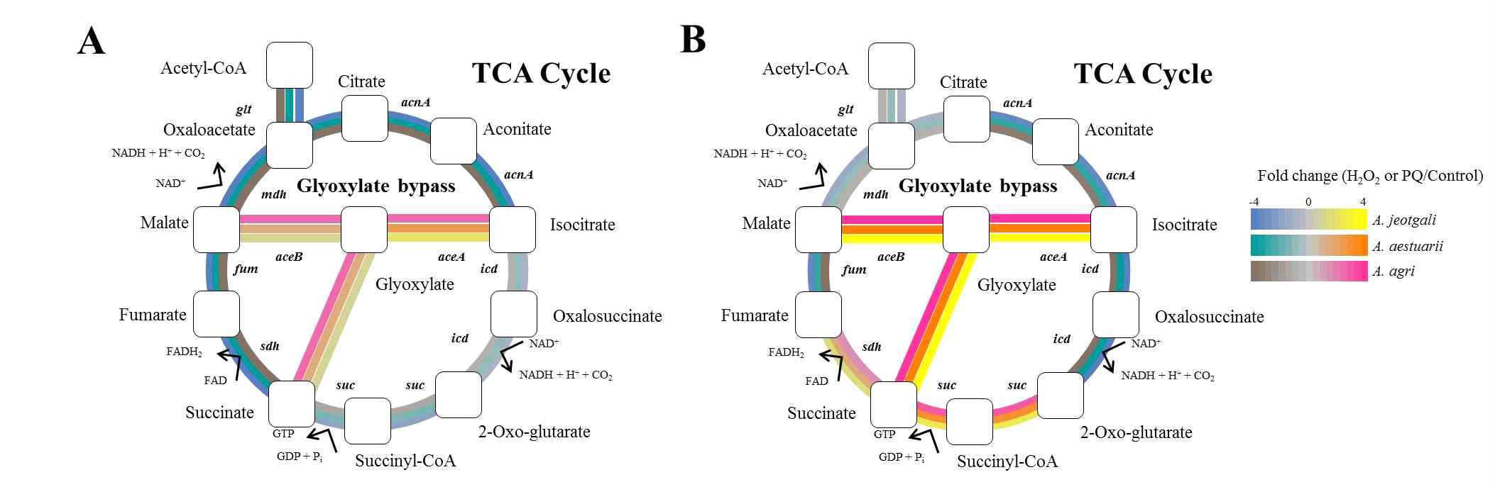 산화적 스트레스 발생 조건에서의 A. jeotgali의 TCA cycle과 glyoxylate bypass 유전자의 발현 (A) H2O2 (B) paraquat